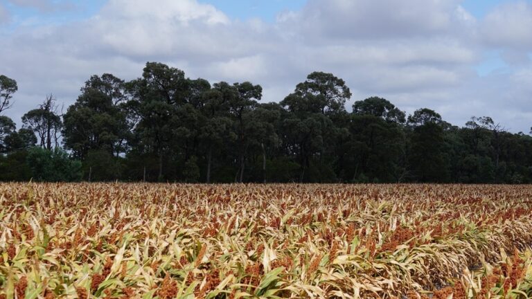 धान्याधारित इथेनॉलच्या दरामुळे लाभाऐवजी अडचणींत वाढ, ऊस आणि धान्य यांतील दरांमध्ये सात रुपयांचा फरक